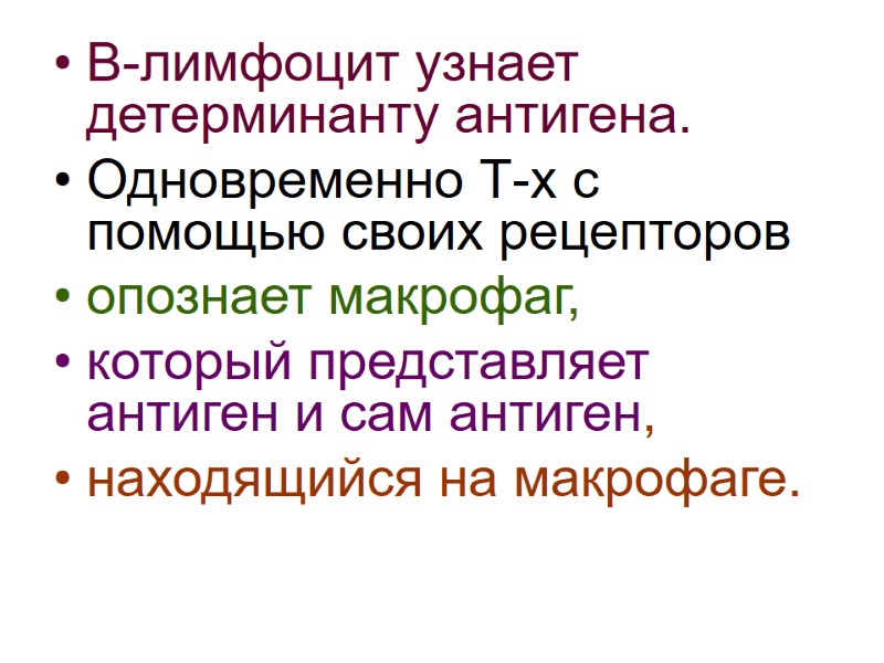 В-лимфоцит узнает детерминанту антигена. Одновременно Т-х с помощью своих рецепторов  опознает макрофаг, 